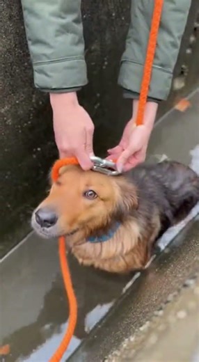 Couple saved a dog stuck in Sewerage #youtubeshorts #animallife #animals #nature #dog #pets #shorts