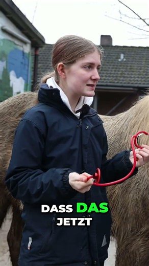Pferde-Stethoskop-Training: Schluss mit Schockstarre beim Tierarzt! #shorts