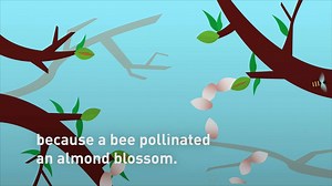 Did you know that every almond you eat exists because a honey bee pollinated an almond blossom? It’s a match made in bloom! http://www.almonds.com/blog/enjoy-eating-almonds-thank-a-honey-bee | CALIFORNIA ALMONDS