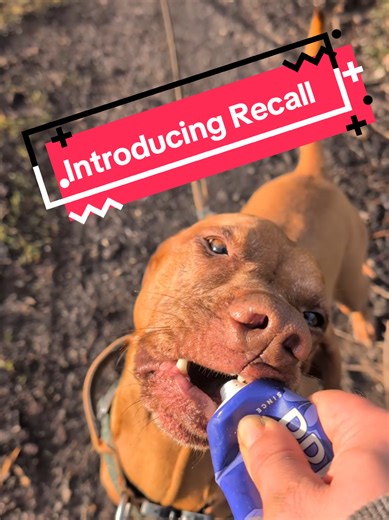 Effective Recall Training for Dogs and Puppies