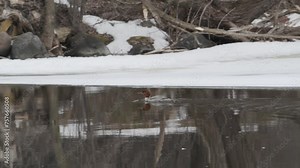 Female Common Merganser arrives early in the spring