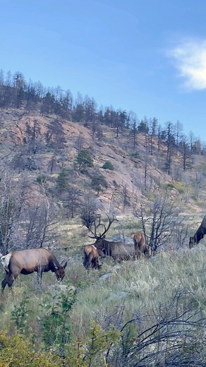 Now THAT’S a bugle! | Good Bull Outdoors
