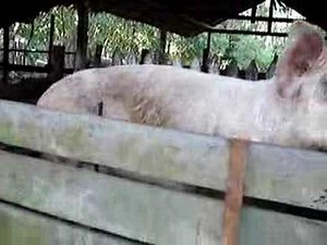 Pig snorting