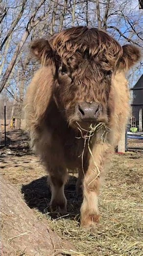 Hello highland cows #highland #highlandcow #minicow #cow #farmanimals #farmlife #pets #heifer