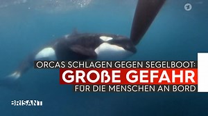 20K views · 138 reactions | Eigentlich sind Orcas keine Menschenfeinde. Doch kürzlich kommt es immer wieder zu Orca-Angriffen auf Segelboote, wie nun auch beim Ocean Race. Mehr dazu: https://www.mdr.de/s/orcaangriff | Brisant | Facebook