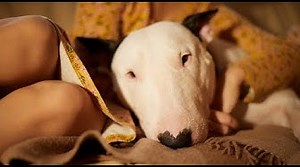 Can You Trust an English Bull Terrier?
