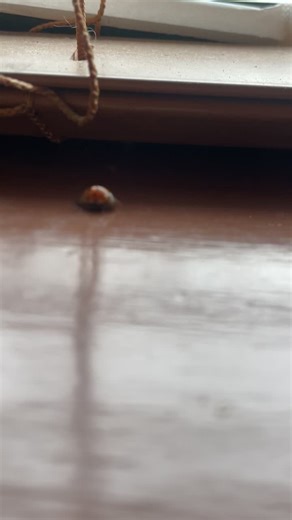 After I saved it my brother stepped on it 😭😭rip ladybug