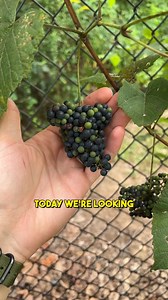 232K views · 3.7K reactions | Can I eat these tiny wild grapes?  You can find the timing for wild grapes, muscadines, and many other wild fruits in my Interactive Forager’s Calendar!  (link in my bio) #wildgrape #sourgrape #vitis #foraging | Feral Foraging | Facebook