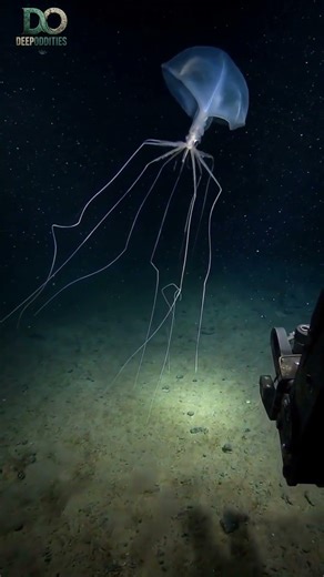 Magnapinna #BigfinSquid #Magnapinna #DeepSea #DeepOcean #marinebiology