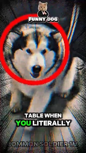 He Turned His Dog Into A DINING TABLE! 😂 #shorts #dog