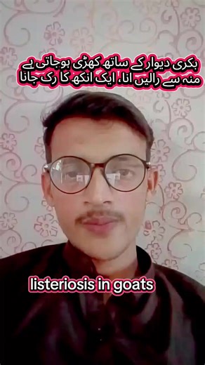 Understanding Listeriosis in Goats