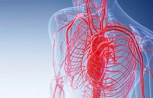 Watch: How are blood vessels made?