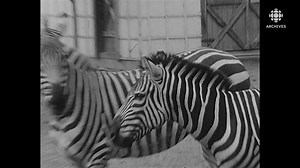9.3K views · 132 reactions | Admirez les félins, zèbres, ours et autres animaux au Zoo Sauvage de Saint-Félicien! Pour consulter notre article sur les 60 ans du Zoo : https://bit.ly/2WsWQJ7 Montage d’archives, 1969-1975 Réalisation : Patrice Pouliot | Les Archives de Radio-Canada | Facebook