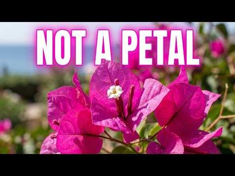 Beyond the Thorns: The Secret History of Bougainvillea