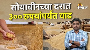 Soybean Rate: सोयापेंड, सोयातेलाच्या दरातही सुधारणा; उद्योगांकडून खरेदी