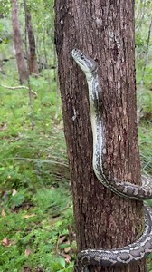 One of the most common ways snakes climb trees is by employing a technique called “concertina locomotion”. As you can see in the film they hold and release their body in an S-shaped pattern to progress upward, similar to how a person climbs a rope. As for the huffing and puffing that was going on. Pythons can do this as a way to sound more intimidating. It’s also common with larger pythons when climbing as it’s compressing the air out of their lungs as they squeeze around the tree. I think there