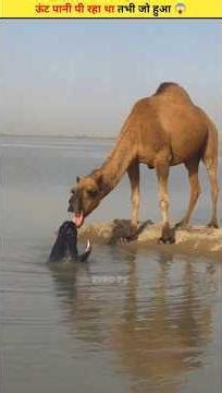 ऊंट पी रहा था पानी तभी जो हुआ 😱😂