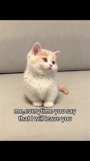 ,, me,everytime you say that I will leave you”#me #you #love #cat #fyp | Cat Videos