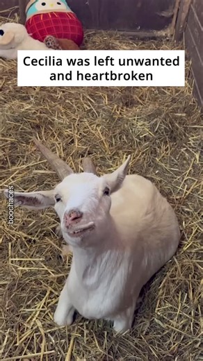 Emma Graf on Instagram: "Being different was not an obstacle for Cecilia to live happily and safely at @boochaces 💚🐐 🎥 @emmyforanimals Clips from @boochaces #goat #differences #goatsofinstagram #animalrescue #animalsanctuary"