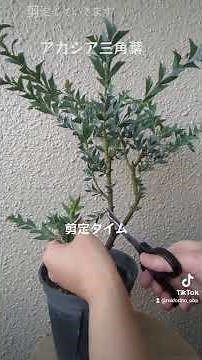 【春の剪定】三角葉アカシアGET #plants #観葉植物初心者 #庭作業