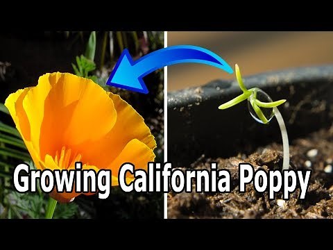 How To Grow California Poppy Eschscholzia californica