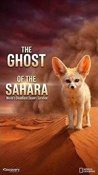 World's Smallest Fox Has Ears Bigger Than Its HEAD — Sahara Survival Documentary #animals
