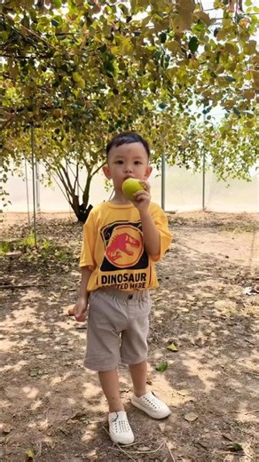 Alien 16 Apple Ber Fruit #fruitrees #shortvideo #viralvideo #fruittree #trending