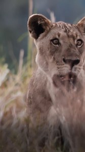 320K views · 4.4K reactions | Lions rarely hunt hippos, but hungry lions can do crazy things. KATAVI: Africa’s Fallen Paradise continues Wednesday, April 9 at 8/7c on PBS. | Nature | PBS | Facebook