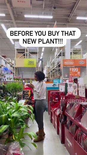 HOW TO: pick a healthy plant🪴🤍 1. First, always check for new growth!-One key sign that the plant you have chosen, will survive at home, is seeing new growth! This could be a new leaf, a new branch or any part of the plant that looks like it is currently growing. This means that the plant is more than likely healthy and a good choice to take home. 2.CHECK FOR PEST!!!!!-the most devastating thing you can do, is, bring home a brand new plant with pests. Which could potentially infect and kill th