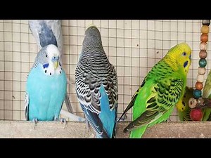 3 Hours of Parakeet Sounds and Playtime | Relaxing Budgie Chirping & Fun Moments