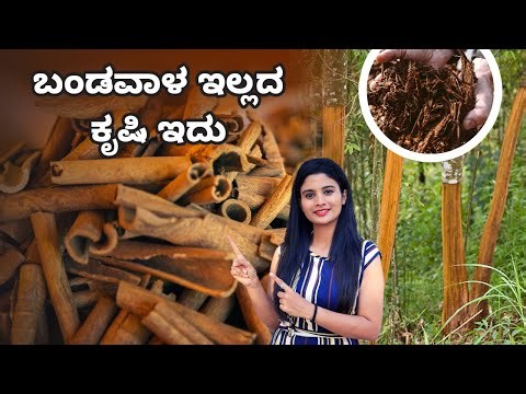 How To Start Cinnamon Farming? Zero Investment Dalchini Farming In Kannada | ದಾಲ್ಚಿನ್ನಿ ಚಕ್ಕೆ ಕೃಷಿ
