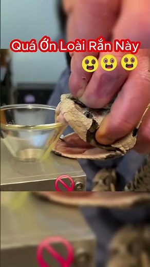 Extract Venom From Gaboon Viper With 5cm Longest Fang In The World #shorts #snake #venomous snake...