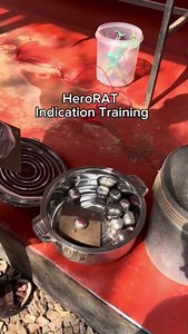 26K views · 586 reactions | During Indication Training, young #HeroRATs learn to trigger a CLICK and earn a tasty food reward from their handler by interacting with a hidden tea egg containing explosives (TNT). #APOPO #AfricanGiantPouchedRat #PositiveReinforcement #ClickerTraining #rats #training | APOPO | Facebook