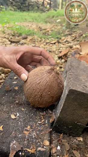 peeled coconut eggs from its shell