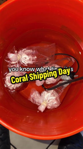 can’t wait to show yall what we got with this order. the reef has started to transform and look different 👀 #ReefTank #reef #saltwateraquarium #fish #coral