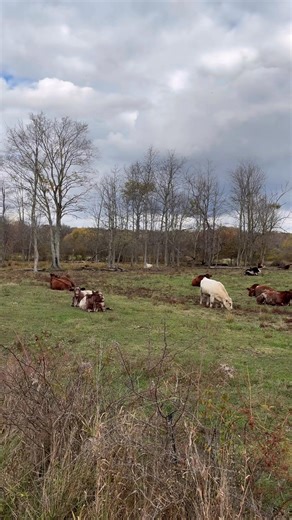 2K views · 46 reactions | This group of cows all carrying calves sired by Jsf Mutiny 137M #calvingseason2026 | Taylor Farms Shorthorns | Facebook