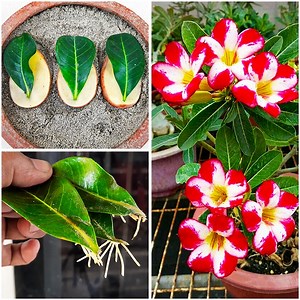 How to grow adenium obesum plant from adenium obesum leaves with in potato !!! | Rana Craft