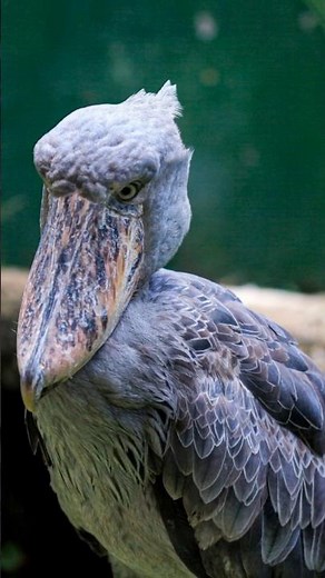 What is the GIANT Shoebill Stork?
