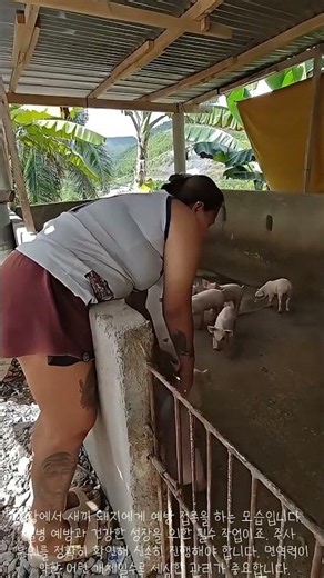 농장에서 새끼 돼지 건강을 지키는 예방 접종 과정 #Farming #Livestock #piglet #animalcare #farmwork
