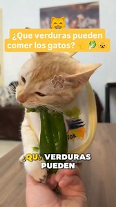 ¿Qué verduras pueden comer los gatos? 🥕🥬👈🤔😺 Si quieres la parte 2, solo da ❤️ y comparte este video 👈😸 Obtén nuestra guía nutricional 100 recetas felinas con el 70% de descuento en el enlace de nuestro perfil 🐈 #gatos #gatosaludable #gatoscomiendo #dietabarf #verduras #alimentossaludables #alimentostoxicos #alimentacionfelina #alimentacionnaturalgatos #alimentacionsaludablegatos #amoamigato #catlover | Mis Huellitas