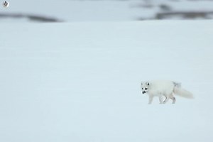 99K views · 4.2K reactions | Snow White Wolf ( Part 4) :- [ हिन्दी डाक्यूमेंट्री ] , #nature #animals #documentary #discovery #survivalsworld | worldnaturehdtv | Facebook