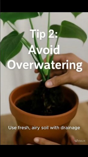 3 Tips to Fix Root Rot in Monstera | Diagnose & Save Your Plant Fast 🌱 #plants #plantproblems