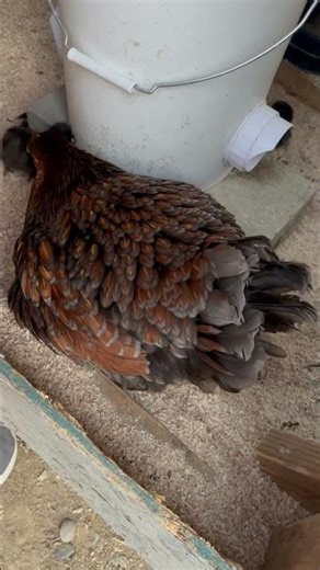 Phoenix Adoption Update