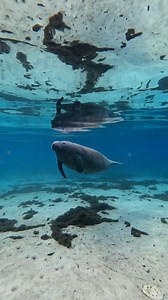 A sweet moment between baby manatee calf and his mum 🩵 #manatee #mermaid #wildlife #nature #winter #diving #florida #ocean #sea #river #lake #animals | Tanya