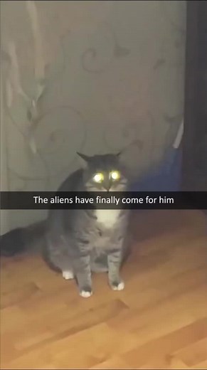 Cat Meme: Aliens Have Finally Come for Him