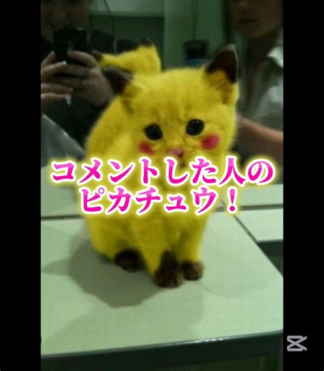 どのピカチュウが好き？#ピカチュウ#おもしろ#shorts#伸びろ#面白い