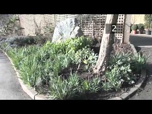 How To Plant Snowdrops