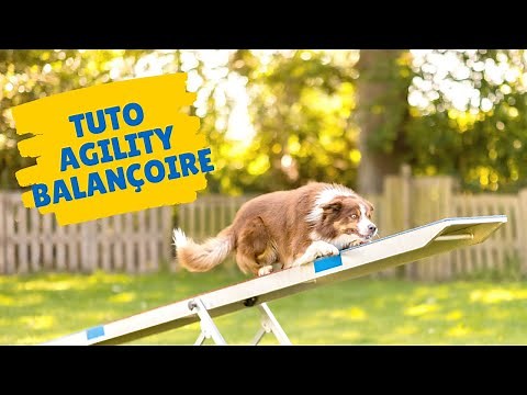 TUTO: désensibiliser le chien à la balançoire