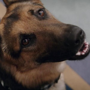 On January 27, every dog happens for a reason. #ADogsPurpose | A Dog's Journey