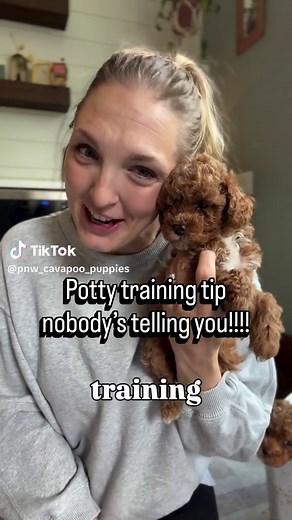 Effective Potty Training Tips for Cavapoos